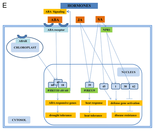 Figure 2E. The role of WRKYs and their genes in abiotic stress (A), biotic stress (B), the cross-talk between biotic and abiotic stress (C), metabolism (D), hormone signaling (E), and epigenetic control (F). The gray square boxes with the number refer to the individual WRKY proteins. WRKY genes are in green. The crosses demonstrate inhibiton of expression. A P in a yellow star refers to phosphorylation. Ub, ubiquitin.