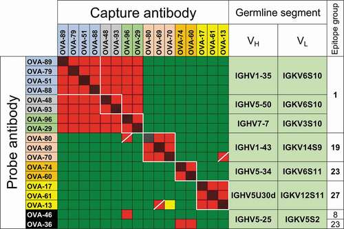 Figure 1. Competitive binding between anti-OVA antibodies. Capture and probe antibodies refer to antibodies in solid phase used to capture OVA and antibodies in solution phase in the assay used to determine cross-competition, respectively. Red and red/black cross-hatched squares indicate no binding of the probe antibody. Green squares indicate binding of the probe antibody. Yellow squares indicate weak binding of probe antibody. OVA-36 and 46, highlighted in black, share IGHV5-25 and IGKV5S2 germline segment use but have distinct binding competition patterns. Groups of squares highlighted with white lines indicate competition of clones with the same VH/VL germline segment pairing. Names of antibodies within each VH/VL germline segment group are color-coded as in Suppl. Figure 2. Only antibodies with competition data as both capture and probe reagents as well as OVA-36 and 46 are shown, with the full dataset shown in Suppl. Figure 2