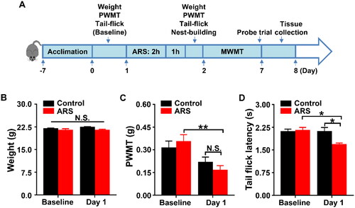 Figure 1. Effects of ARS on PWMT and TFL in mice. (A) The schedule of ARS and behavioral tests. Behavioral tests, including the PWMT and TFL were performed on day 0 after acclimation (baseline), and 2 hours after ARS on day 1. Nest-building behavioral test was performed on day 1 (16:00 p.m.) and measured on day 2 (09:00 a.m.). Mice were scheduled for MWMT and probe trial on days 2-7. Tissue samples were collected for western blotting on day 8. (B) Body weight (two-way ANOVA; Time: F1,7 = 3.5, P = 0.1036; Group: F1,7 = 3.15, P = 0.1192; Interaction: F1,7 = 1.75, P = 0.2275). (C) PWMT (two-way ANOVA; Time: F1,7 = 18.68, P < 0.01; Group: F1,7 = 0.0179, P = 0.8973; Interaction: F1,7 = 4.343, P = 0.0756). (D) TFL (two-way ANOVA; Time: F1,7 = 8.547, P < 0.05; Group: F1,7 = 4.706, P = 0.0667; Interaction: F1,7 = 7.29, P = 0.0306). Data are shown as mean ± SEM (n = 8). *P < 0.05, **P < 0.01. ARS: acute restraint stress; MWMT: Morris water maze test; N.S.: Not significant; PWMT: Paw withdrawal mechanical threshold; TFL: Tail-flick latency.