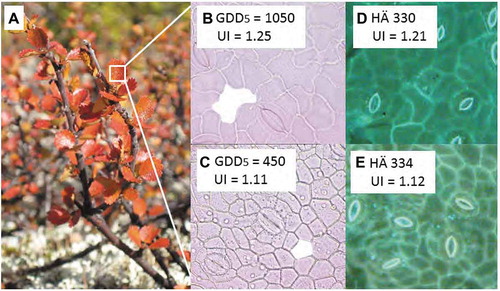Figure 2. Betula nana epidermal cell properties in modern and fossil leaves.A. annually collected Betula nana leaf samples from Kevo are used to calibrate UI against high B. to low C. GDD5 values measured over the time period from 1996 and 2015. Well-preserved fossil Betula nana cuticles enable the quantification of the UI which shows the same range of D. high UI and, E. low UI values here from representative fossil cuticles in the Hässeldala (HÄ) section at core depth 330 cm and 334 cm.