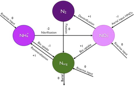 Fig. 1 Reservoirs and processes within the marine nitrogen cycle. The arrows represent exchange processes and the numbers are the associated alkalinity effects.