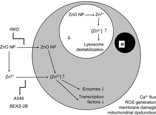 Figure 1 Putative mechanisms underlying the in vitro effects of ZnO NPs.