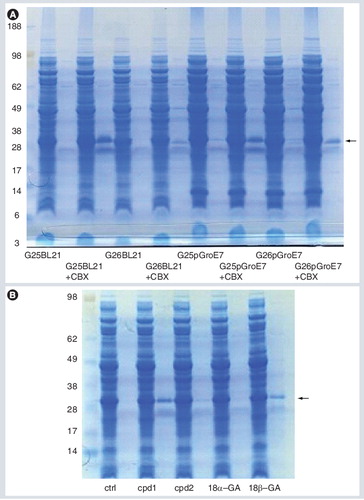 Figure 1. Ligand supplementation (100 µM CBX during induction phase) leads to increased soluble expression of distinct human short-chain dehydrogenases/reductases, shown here by expression of type 11β-hydroxysteroid dehydrogenase (HSD).(A) Different Escherichia coli strains (BL21 with and without a co-expression plasmid harboring the chaperone GroEL/ES [GroE7]) were analyzed for soluble expression by SDS-PAGE (left lane for each construct is soluble homogenate and the right is the eluate from immobilized metal-affinity chromatography purification). Two different constructs (denoted G25 and G26, with different domain boundaries of human 11β-HSD1) were used to inoculate the cultures. After initial incubation, cultures were split and treated with CBX or solvent (DMSO). Arrow indicates the expected mass of 11β-HSD1. (B) Ligand supplementation of human 11β-HSD1 with distinct chemical scaffolds (cpd 1, cpd 2, 18α-GA and 18β-GA). Different 11β-HSD1 inhibitors were used in analogous expression experiments, as presented for CBX (A). Note the specificity for the GA isomers 18α-GA and 18β-GA.CBX: Carbenoxolone; ctrl: Control; GA: Glycerrhitinic acid.