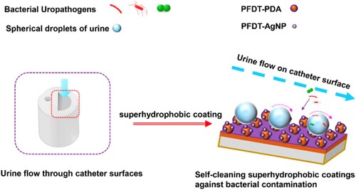 Figure 7. Production of superhydrophobic hierarchically micro/nanostructured coatings for catheters. Schematic reproduced without modification from [Citation24].