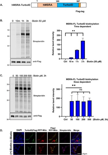 Figure 1. Optimization of TurboID biotinylation time and concentration and demonstration of its mitochondrial localization. (A) Diagram of the expression cassette for the expression of the biotin ligase. Human MSRA was fused to the N-terminus and a FLAG tag was added to the C-terminus of TurboID. (B) Time course of TurboID–based proximity labeling with 500 µM biotin in HEK293 cells. Streptavidin-800 and anti-FLAG antibodies were used for detection of biotinylated proteins (top panel) and the loading control (bottom panel). The ratio of the intensity of streptavidin-800 to anti-FLAG is plotted in the graph on the right. The results shown are means ± SD with n = 3. (C) Biotin concentration dependence of labeling. HEK293 cells were labeled for 3 h and analyzed as in panel B, again with n = 3. (D) Confocal microscopy of fluorescence imaging of HeLa cells co-overexpressing MSRA-TurboID and RFP-Mito as a mitochondrial marker. Cells were either untreated or incubated with 100 µM biotin for 10 min. They were stained with anti-FLAG antibody to visualize MSRA-TurboID and with streptavidin-647 to visualize biotinylated proteins. In all panels, statistically significant differences between treatments were marked with asterisks (*p < 0.05; **p < 0.01).