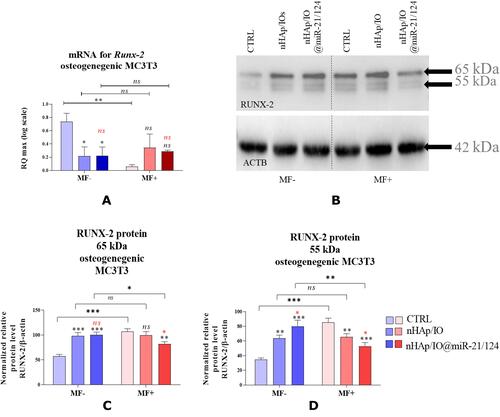 Figure 14 The impact of the nanocomposites alone and in combination with the miR21/124 in the condition of MF on the Runx-2 gene (A) and protein expression level (B–D) in MC3T3-E1 cell line Significant differences are indicated as follows (*p<0,005, **p<0,001 and ***p<0,001) and non-significant are marked as ns. The comparisons between groups are marked with brackets. The black symbols refer to the differences between CTRL and nHAp/IO groups, while red symbols are for nHAp/IO and nHAp/IO@miR-21/124 groups.