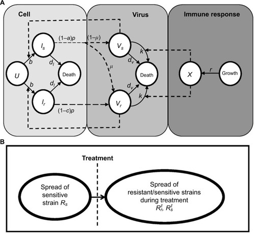 Figure 1 Schematic representations of (A) immune response (IR)-based influenza virus dynamic model and (B) generation and spread of sensitive and resistance strains.