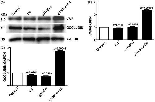 Figure 6. Effects of Cd on vWF and occludin protein expressions in HUVECs after siTNF-α transfection. The nontreatment samples were used as the control and GAPDH was used as loading control. (A) Representative blots of vWF, occludin and GAPDH; (B) Densitometry analysis of vWF/GAPDH; (C) Densitometry analysis of occludin/GAPDH.