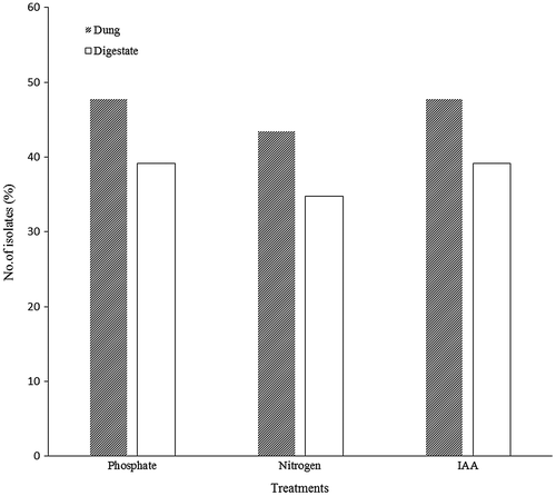 Figure 2. Phosphate solubilisation, nitrogen fixation and indole acetic acid production of bacterial isolates.