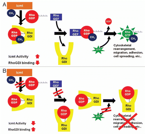 Figure 2 Biological consequences of methylation on Rho-RhoGDI interaction. (A) During the final step of the prenylation pathway, Icmt methylates Rho proteins. Due to methylation, the relative binding interaction between RhoA and RhoGDI is decreased, allowing RhoGEF to displace RhoGDI and activate Rho. The RhoGEF mediated exchange of GDP by GTP results in activated Rho and increased Rho signaling and Rho-mediated events. (B) When Icmt activity is decreased, Rho proteins are not methylated and the binding affinity of RhoGDI to Rho proteins is increased. The increased binding of RhoGDI impairs the ability of RhoGEF to bind and activate Rho proteins, thus inhibiting Rho signaling and Rho-mediated biology.