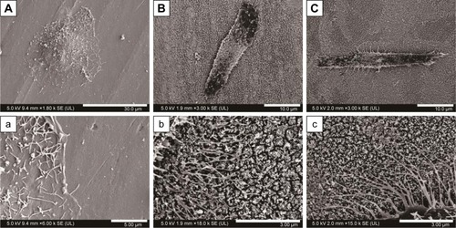 Figure 12 SEM images of MG-63 cell on samples after culturing for 4 hours: (A, a) Ti substrate, (B, b) air-TNTs, and (C, c) H2-TNTs.Note: Figures a–c show figures A–C at high magnification, respectively.Abbreviations: SEM, scanning electron microscopy; Ti, titanium; air-TNTs, air-annealed TiO2 nanotubes; H2-TNTs, hydrogenated TiO2 nanotubes.