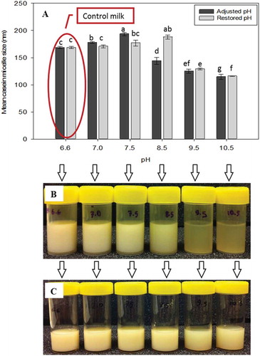 Figure 2. Mean casein micelle size of A: alkaline adjusted and restored milk, together with the picture of B: alkali adjusted and C: alkali restored milk (C). The pHs of the restored samples were reformed to 6.6 prior to size measurements.
