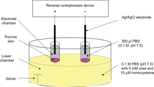 Figure 1 Diffusion cell for all in vitro experiments.