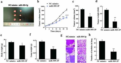 Figure 6. miR-509-3p inhibits the growth and lung metastasis of HCC in vivo