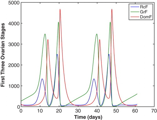 Figure 11. The first three stages of ovarian development for the model of follicle wave superfecundation are plotted for two cycles. The parameters are given in Table 5. The luteal phase DomF (−) stage produces large amounts of luteal E2 which causes a second LH surge, Figure 12.