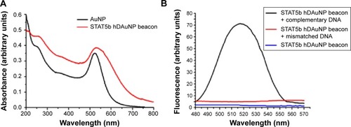 Figure 2 The spectral analyses of AuNPs and STAT5b hDAuNP Beacon.Notes: (A) UV–visible absorption spectra of AuNPs and STAT5b hDAuNP beacon. (B) Fluorescence spectra of STAT5b hDAuNP beacon before and after addition of target DNA or mismatched DNA.Abbreviations: AuNP, gold nanoparticle; hDAuNP, hairpin DNA-coated gold nanoparticle; STAT5b, signal transducer and activator of transcription 5b; UV, ultraviolet.