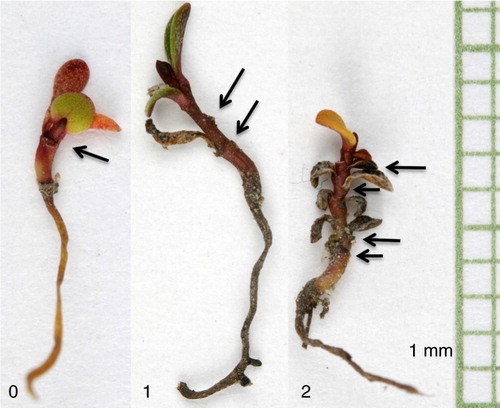 Fig. 2  Salix arctica seedlings collected in 2009 at Zackenberg and sorted by age classes: (0) newly established, (1) one year old and (2) two years old or more. Age classes correspond to those in Table 1.