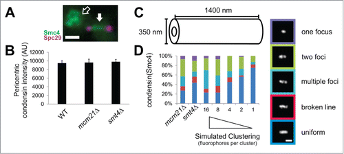 Figure 6. Smt4 is partially responsible for clustering of condensins in the mitotic spindle. (A) An example image of condensin (Smc4-GFP, green) in a mitotic spindle with labeled spindle pole bodies (purple). The pericentric condensin is between the spindle poles (solid white arrow) and the rDNA condensin is off the spindle axis (hollow arrow). (B) Graph of condensin intensities measured in the pericentromere (between the spindle poles) and corrected for background for WT, mcm21Δ and smt4Δ (n = 20, 18, 32 respectively; p > 0.6). Error bars represent standard error. (C) Size measurements for simulated condensin cylinder in mutants mcm21Δ and smt4Δ. Wild type condensin cylinder best fit to a simulated cylinder 700 nm in length with a 1.45 μm spindle length.Citation12 Simulated condensin cylinder length was increased to 1400 nm to account for increase in spindle length to 2.15 μm for mcm21Δ and smt4Δ mutants. (D) Line scans drawn through experimental images of condensin fluorescence along the spindle axis in mcm21Δ and smt4Δ mitotic spindles to determine classification of one focus, 2 foci, multiple foci, broken line, or uniform. The measured number of condensins ˜240 Citation12 were randomly placed inside the cylinder as groups of 16, 8, 4, 2, or 1 to simulate a gradient of clustering to individual molecules. Scale bars = 1 μm.