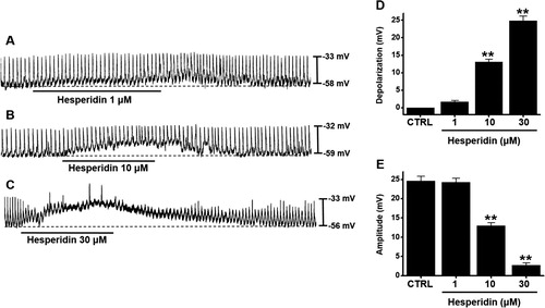 Figure 1. Effects of hesperidin on pacemaker potentials of murine small intestine ICC. (A–C) Hesperidin depolarized pacemaker potentials of ICC. (D and E) Summaries of pacemaker potential depolarization and amplitude changes due to hesperidin. Bars indicate mean values ± SEs. **P < 0.01. CTRL: Control.