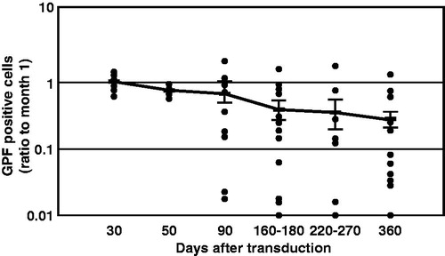 Figure 5. Duration of green fluorescent protein (GFP) expression after transduction with F/HN-SIV-GFP. Mouse nasal tissue was perfused with SIV-GFP (4 × 108 TU/mouse or phosphate-buffered saline (PBS) and gene expression was analyzed at indicated time points after transduction. GFP-positive cells were quantified on histological sections taken 2 mm into the nasal tissue of the nose. Data from 30 to 360 d after transduction are represented both by mean ± SEM and individual values (ratio to GFP cells positive on day 30). The number (n) per group are 13 (day 30), 3 (day 50), 12 (day 90), 14 (day 160–180), 10 (day 220–270) and 17 (day 360) [Citation42].