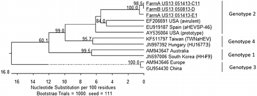 Figure 4. Phylogenetic tree based on 361-base-pair regions of the helicase gene of aHEV isolates. Sequences that were obtained in this study are underlined. The phylogenetic tree was constructed by the neighbour-joining method. Significant bootstrap values are indicated as a percentage for 1000 replicates. Genotype classification represented as proposed by Marek et al. (2010) and Hsu & Tsai (2014).