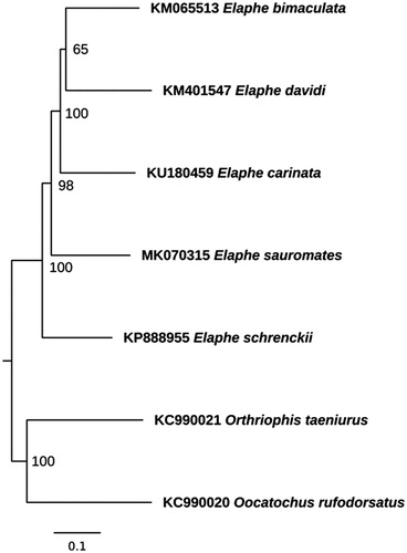 Figure 1. Maximum likelihood phylogenetic tree of Elaphe representatives. The tree was created using TIM2 + I + G model. Mitogenomes of Orthriophis taeniurus (Cope, 1861) and Oocatochus rufodorsatus (Cantor, 1842) were used as outgroup. GenBank accession numbers and bootstrap values of nodes are shown on the tree.