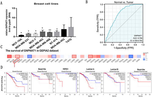 Figure 3 Diagnostic value of the expression of GNPNAT1 and the correlation between SND1 gene expression and the survival prognosis of cancers in TCGA. (A) The expression level of GNPNAT1 in different breast cell lines. (B) ROC curve for differentiating normal people and breast cancer patients. (C and D) The survival map (C) and survival curves (D) of GNPNAT1 in breast cancer from the GEPIA2 dataset. *P<0.05, **p<0.01.