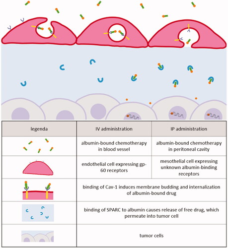 Figure 6. Receptor-mediated transcytosis of albumin-based drugs after IV or IP administration.