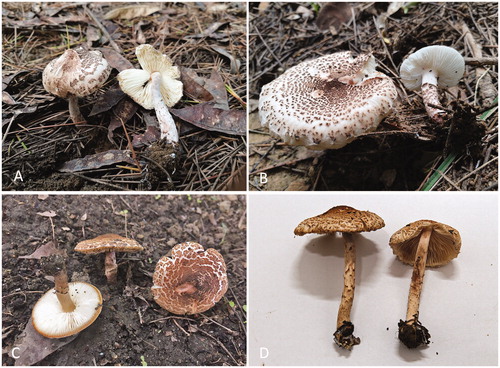 Figure 1. Basidiomata of Lepiota species. (A) Lepiota brunneoincarnata (MHHNU 31026); (B) L. brunneoincarnata (MHHNU 31030); (C) L. brunneoincarnata (MHHNU 31032); (D) L. venenata (MHHNU 31031; photos A, B, and D by Zuohong Chen; photo C by Xiaolan He).