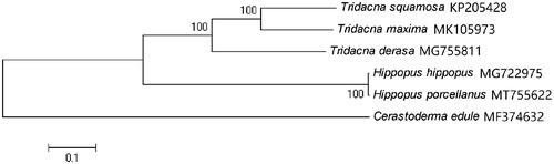 Figure 1. Neighbor-joining phylogenetic tree of Hippopus porcellanus and five other closely related species based on the complete mitochondrial genomes.