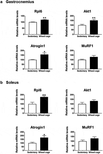 Figure 4. Gene expression in skeletal muscle. Expression of representative genes tested using microarray analysis was measured by quantitative real-time PCR. Rpl6, ribosomal protein L6. Open bar, sedentary group; filled bar, wheel cage group. Each value represents the mean ± SE (N = 6 for the sedentary group, N = 7 for the wheel cage group). **P < 0.01, *P < 0.05.