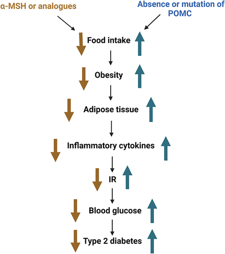 Figure 4 Relationship between the melanocortin system and diabetes.