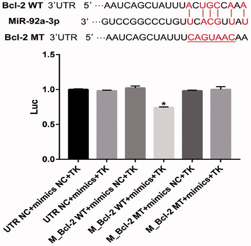 Figure 8. MiR-92a-3p directly targets Bcl-2 gene. Luciferase activity of wild-type Bcl-2 3′-untranslated region (UTR) (WT) or mutant Bcl-2 3′-UTR (mut) with NC mimics or miR-92a-3p-transfected HEK-293 cells. The graphs represent three independent experiments. Results are presented as means ± standard deviation (SD) (n = 3) (*p < 0.05).
