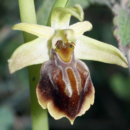 Figure 2. Ophrys alasiatica (Chekka, 19 February 2011, J. Viglione).