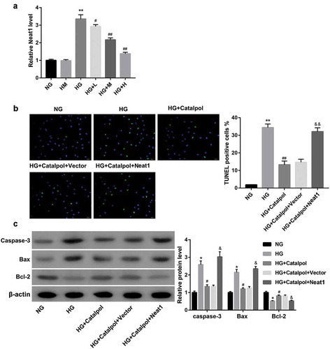 Figure 1. Effect of Catalpol on Neat1 expression and myocardial apoptosis. Neat1 expression (a) using qRT-PCR in mouse cardiomyocytes exposed to 5.5 mM D-glucose (NG), 5.5 mM D-glucose plus 27.5 mM D-mannitol (HM), 33 mM D-glucose (HG) or HG plus 1 mg/ml (HG+L), 2 mg/ml (HG+M) or 4 mg/ml (HG+H) Catalpol. Apoptotic index (b) and the protein levels of caspase-3, Bax and Bcl-2 (c) in mouse cardiomyocytes in the groups of NG, HG, HG+Catalpol (4 mg/ml), HG+Catalpol+Vector and HG+Catalpol+Neat1 were determined by TUNEL staining and western blotting.