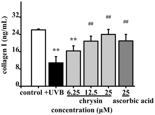 Figure 3. Effect of chrysin on collagen I secretion in UVB induced photoageing HDF. HDF were pre-treated with 6.25–25 μM chrysin and then exposed to UVB (3000 mJ/cm2). Amount of collagen I was measured by ELISA kit. All data are shown as mean ± SD. *p < 0.05 compared to control cells. **p < 0.01 compared to control cells. #p < 0.05 compared to UVB-treated without chrysin cells. ##p < 0.01 compared to UVB-treated without chrysin cells.