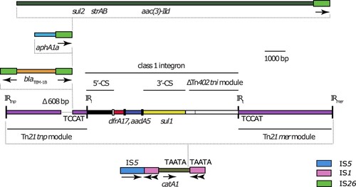 Figure 1. Structure of the chromosomal antibiotic resistance gene region in T18 and T21. Scaled, linear diagram of the multidrug resistance region found in the chromosomes of T18 and T21. DNA sequences of different origin are drawn as coloured boxes. Thicker boxes represent insertions sequences IS26 (green), IS1 (pink) and IS5 (blue), with the direction of their transposase genes indicated by arrows beneath. Sequences derived from Tn21 are purple, with the transposition (tnp) and mercury resistance (mer) modules labelled. The extent of the class 1 integron is shown by a labelled horizontal line, with the 5’-conserved segment (5’-CS), 3’-conserved segment (3’-CS) and truncated Tn402 transposition (tni) module indicated by labelled horizontal lines. The attI site is shown as a small, open box, and the attC sites of gene cassettes are shown as small, filled boxes. The locations of inverted repeat (IR) sequences are indicated by labelled, vertical lines. The location of the 608 bp deletion in the Tn21 tnp module is labelled above the box that represents the sequence, and the positions of antibiotic resistance genes are indicated by labels below. Dotted lines are used to denote discrete elements within the resistance island and the position in which they have inserted in the sequence shown below them. If present, target site duplication sequences generated by insertions are shown either side of the vertical dotted lines that indicate insertion position, or adjacent to inverted repeats IRi and IRt. Drawn to scale from GenBank accession CP017085.