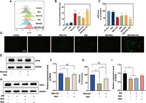 Figure 5 Mechanism of ferroptosis induced by UTMD combined with SIM-NDs. (A) ROS generation in MDA-MB-231 cells after different treatments were quantified by FCM. (B) The percentage of positive cells rate was obtained from A using Flowjo. Compared to the normal group. (C) Intracellular GSH content. Compared to the normal group. (D) Fluorescence images of ROS generation in MDA-MB-231 cells after different treatments (DCFH-DA probe staining). Scale bar: 100μm. (E, F) The expression level (E) and quantitative analysis (F) of GPX4 in MDA-MB-231 cells after various treatments (Control, NDs+US, NDs+US+NAC). (G) Intracellular GSH content with various treatments (Control, NDs+US, NDs+US+NAC). (H and I) The expression level (H) and quantitative analysis (I) of GPX4 in MDA-MB-231 cells after various treatments (Control, SIM, SIM+NAC, SIM+MVA). All results represent the means ± SD (n = 3). *p<0.05, **p<0.01, ***p<0.001, ****p<0.0001.