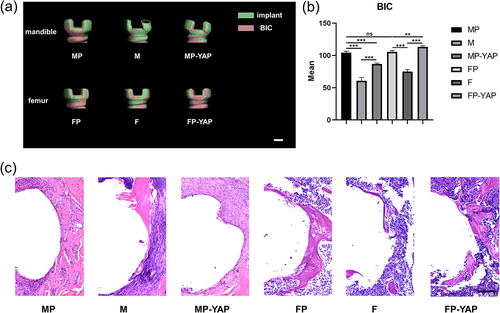 Figure 7. The impact of YAP expression levels and periosteum on osseointegration around the top of implants according to micro-CT analysis and HE staining 14 days after surgery. Tissues of each group were first tested by micro-CT. (a) The three-dimensional reconstruction of the implants near the neck was used for the analysis of BIC. Scale bar = 200 μm. (b) The corresponding quantitative analysis of micro-CT focused BIC parameters of every group. (c) The osteointegration around implants close to the neck part was observed through HE staining. Scale bar = 100 μm. Sample size: at least three mice for each group in every analysis. *p < 0.05; **p < 0.01; ***p < 0.001; ns, no significance.