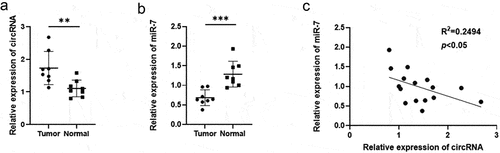 Figure 1. The expression level of circRNA_0067934 and miR-7in glioma tissues. (a) The relative expression of circRNA_0067934 was detected by qRT-PCR in glioma tissues and normal tissues. **p< 0.01 versus normal group. (b) The relative expression of miR-7 was detected by qRT-PCR in glioma tissues and normal tissues. ***p < 0.001 versus normal group. (c) The expression level of circRNA_0067934 was significantly negatively associated with the expression level of miR-7. R2 = 0.2494, p< 0.05.