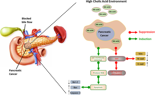 Figure 5. The results of the ROS assay and JC-1 staining showed that cell apoptosis might be induced by reactive oxygen species. Interestingly, these results suggest that bile acids in the serum of pancreatic cancer patients could directly inhibit pancreatic cancer, and the possible mechanism.