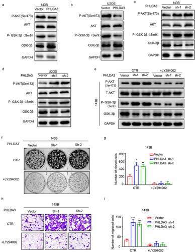 Figure 6. Akt/ GSK-3β signaling cascade is regulated by the expression of PHLDA3. (a-d) Western blots for Akt, GSK-3β, p-Akt along with p-GSK-3β protein contents in 143B/U2OS cells after transfection. (e) Protein contents of Akt, GSK-3β, p-Akt, and p-GSK-3β in 143B cells after inoculation with PHLDA3 downregulation and/or LY294002 (20 μmol) for 24 h. (f-g) The proliferation of 143B cells after treatment with PHLDA3 downregulation and/or LY294002 (20 μmol) examined using a colony formation assay. (h-i) The migration of 143B cells after treatment with PHLDA3 downregulation and/or LY294002 (μmol) examined using Transwell assays. The data in (g) and (i) were given as means ± SD, ***p < .001 vs. control.