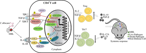 Figure 7 Model of MBL regulating the Th17/Treg balance in C. albicans infection. (1) MBL efficiently inhibits C. albicans infection; (2) MBL inhibits the expression of TGF-β and IL-6 after infection; (3) TGF-β interacts with its receptor, TGF-βR, to activate Foxp3 through the SMAD3/4 signaling pathway; in addition, IL-6 interacts with IL-6R to activates Foxp3 through the JAK3/STAT5 signaling pathway; (4) TGF-β interacts with TGF-βR to activate SMAD2/4 signaling pathway and stimulate RORγt; (5) Foxp3 promotes the differentiation of CD4+ T cells into the Treg subgroup, whereas RORγt promotes the differentiation of CD4+ T cells into the Th17 subgroup; (6) MBL regulates inflammatory responses by promoting changes in the Th17/Treg balance.