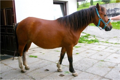Figure 3. Tobiano pattern: crypto-tobiano (only encompassing white spots on legs, described in the passport as consistent with markings) (Photo: M. Pasternak).