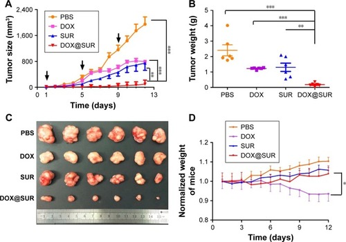 Figure 6 In vivo antitumor study of DOX@SUR nanoparticles in Balb/c nude mice implanted with MCF-7/ADR cells.Notes: (A) Tumor growth inhibition profiles in MCF-7/ADR-bearing nude mice after intravenous injection of PBS, blank SUR nanoparticles, free DOX or DOX@SUR nanoparticles at the DOX dose of 5 mg/kg. Black arrows indicate the injection time points. (B) Tumor weight at the end of treatment. (C) Photographs of the tumors at the end of treatment. (D) Body weight change of MCF-7/ADR-bearing nude mice during treatment. Data are expressed as mean value ± SD (n=6). *P<0.05, **P<0.01, ***P<0.001.Abbreviations: DOX, doxorubicin; SUR, surfactin; DOX@SUR, DOX-loaded surfactin.