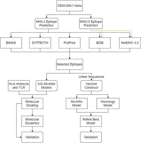 Figure 1. Research strategy workflow. Flowchart of the methods for the prediction and validation of the CEACAM vaccine candidate. Boxes with sharp edges denote methods or tools, whereas boxes with rounded edges represent the data cumulated from tools. The validation for molecular docking/molecular dynamics simulation includes RMSD, RMSF, radius of gyration, snapshots during simulations and binding free energies. The validation for molecular modeling includes Ramachandran plots.