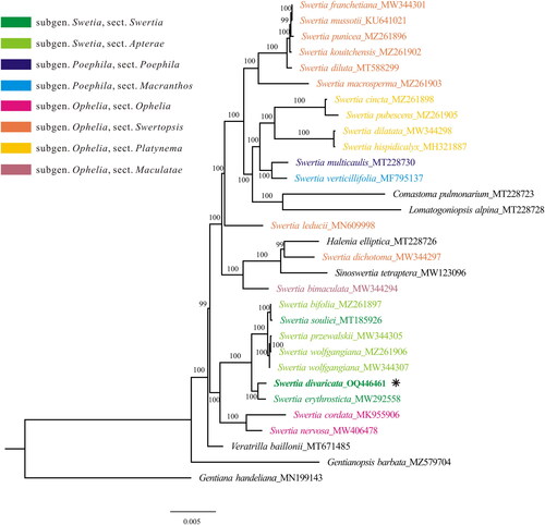 Figure 3. The maximum likelihood tree of Swertia, constructed using protein-coding genes from the plastome. Numbers above/below branches present bootstrap support. Species shown in bold is the newly sequenced in this study. The newly sequenced species was marked with an asterisk (*). The sectional classification of Swertia were marked with variable colors according to the treatment in Ho and Liu (Citation2015). the following sequences were used: S. franchetiana MW344301 (Xu et al. Citation2021), S. mussotii KU641021 (Xiang et al. Citation2016), S. punicea MZ261896 (Cao et al. Citation2022), S. kouitchensis MZ261902 (Cao et al. Citation2022), S. diluta MT588299 (Yang et al. Citation2020a), S. macrosperma MZ261903 (Cao et al. Citation2022), S. cincta MZ261898 (Cao et al. Citation2022), S. pubescens MZ261905 (Cao et al. Citation2022), S. dilatata MW344298 (Xu et al. Citation2021), S. hispidicalyx MH321887 (unpublished), S. multicaulis MT228730 (Zhang et al. Citation2020a, Citation2020b), S. verticillifolia MF795137 (Zhang et al. Citation2020a, Citation2020b), S. leducii MN609998 (unpublished), S. dichotoma MW344297 (Xu et al. Citation2021), S. bimaculata MW344294 (Xu et al. Citation2021), S. bifolia MZ261897 (Cao et al. Citation2022), S. souliei MT185926 (Bi et al. Citation2020), S. przewalskii MW344305 (Xu et al. Citation2021), S. wolfgangiana MZ261906 (Cao et al. Citation2022) MW344307 (Xu et al. Citation2021), S. erythrosticta MW292558 (unpublished), S. cordata MK955906 (Huang et al. Citation2019), S. nervosa MW406478 (Xu et al. Citation2021), Comastoma pulmonarium MT228723 (Zhang et al. Citation2020a, Citation2020b), Lomatogoniopsis alpina MT228728 (Zhang et al. Citation2020a, Citation2020b), Halenia elliptica MT228726 (Zhang et al. Citation2020a, Citation2020b), Sinoswertia tetraptera MW123096 (Yang et al. Citation2020b), veratrilla baillonii MT671485 (unpublished), Gentianopsis barbata MZ579704 (Feng et al. Citation2022), Gentiana handeliana MN199143 (Fu et al. Citation2022).