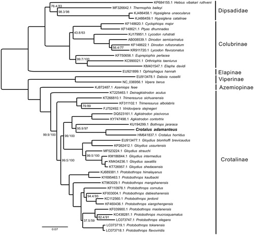 Figure 1. Phylogenetic tree yielded by IQ-TREE of 44 Viperidae mitogenomes. Consensus tree is shown with support indicated by numbers at branches, representing percentages of SH-aLRT test, and bootstraps. Fully phylogenetical resolved nodes are not labelled.