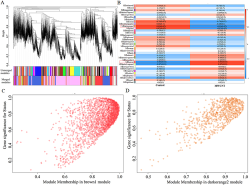 Figure 5 Identification of crucial co-expressed modules associated with MWCNT-induced toxicity in ARPE-19 cells. (A), the clustering dendrogram. Different colors were assigned to corresponding modules. Branches above indicate genes and different colors below represent specific co-expression modules; (B), Module-trait correlations. Each row corresponds to a module eigengene (ME) and each column corresponds to a phenotype. Each cell includes the correlation coefficient and p-value (in bracket). Red box indicates modules significantly associated with MWCNT treatment; (C), correlation between module membership of brown 1 module and gene significance with clinical traits (cor = 0.61, p < 1E-200); (D), correlation between module membership of darkorange2 module and gene significance with clinical traits (cor = 0.71, p < 6.7E-150).