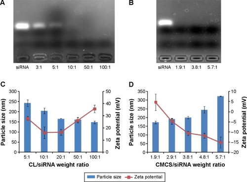 Figure 2 Agarose gel electrophoresis, particle size, and zeta potential of SiSf-CL and CMCS-SiSf-CL.Notes: Complexation of siRNA with Sf-CL in agarose gel at various CL/siRNA ratios (A), and then further complexing with CMCS at various CMCS/siRNA ratios (CL/siRNA =20) (B). Particle sizes and zeta potentials of SiSf-CL formed at different CL/siRNA ratios without CMCS coating (C). Particle sizes and zeta potentials of SiSf-CL (CL/siRNA =20) with CMCS coating at various CMCS/siRNA ratios (D). Data are mean ± SD (n=3).Abbreviations: CL, blank cationic liposomes; CMCS, carboxymethyl chitosan; CMCS-SiSf-CL, carboxymethyl chitosan-modified siRNA and sorafenib co-delivery cationic liposomes; Sf-CL, sorafenib-loaded cationic liposomes; SiSf-CL, siRNA and sorafenib co-delivery cationic liposomes; siRNA, small interfering RNA; SD, standard deviation.